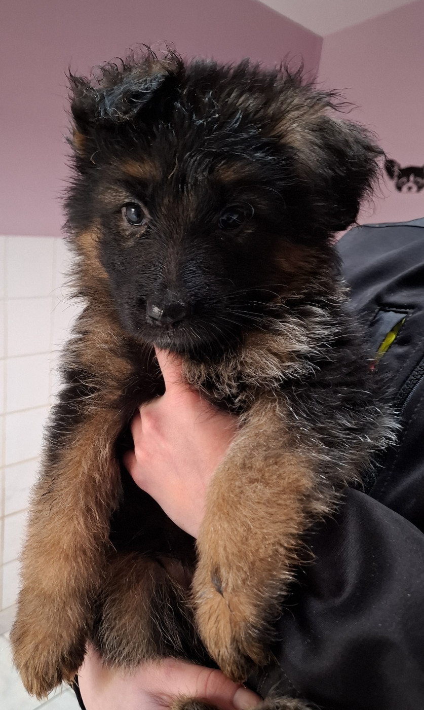 Chiot Berger Allemand Poil Long Du Grand Castang